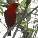 Tangara écarlate