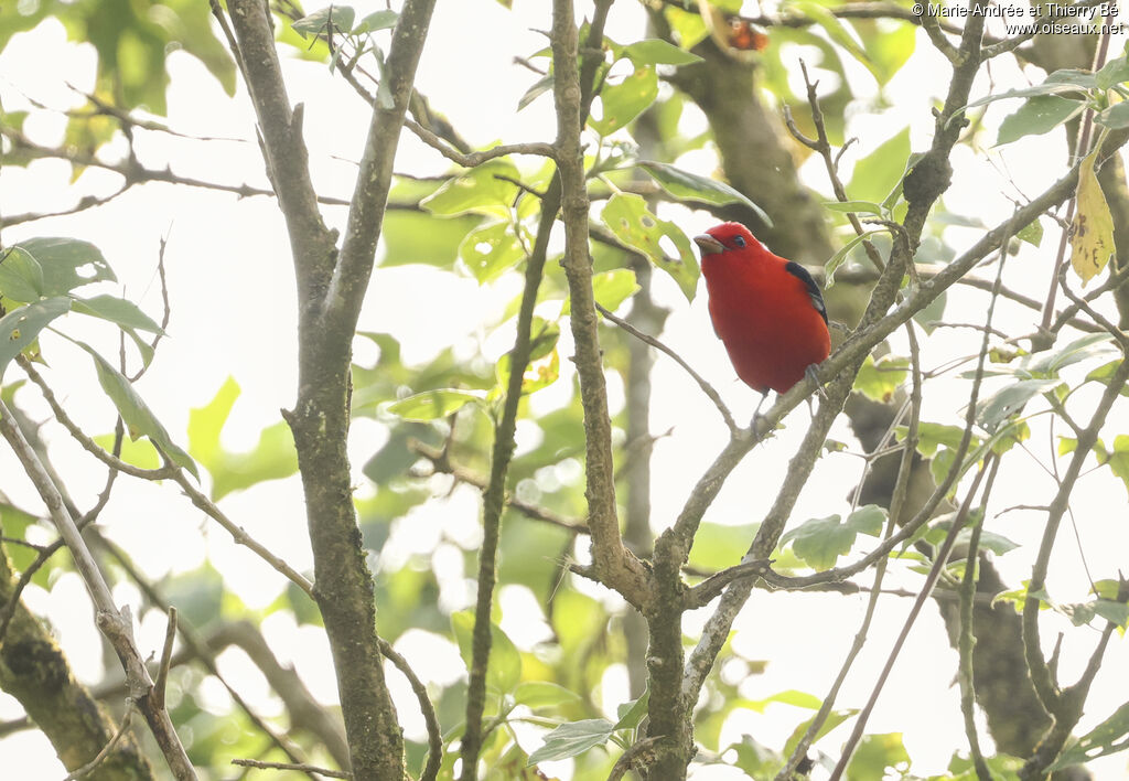 Tangara écarlate (Piranga écarlate)