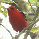 Tangara écarlate