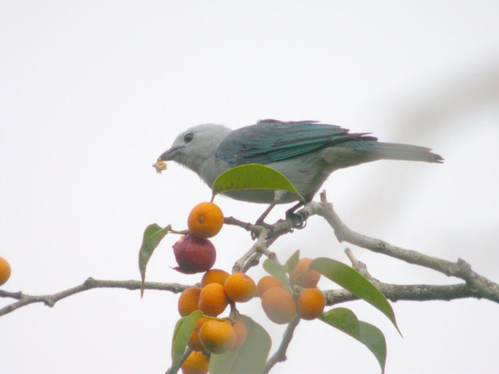 Blue-grey Tanager