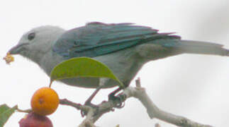 Blue-grey Tanager