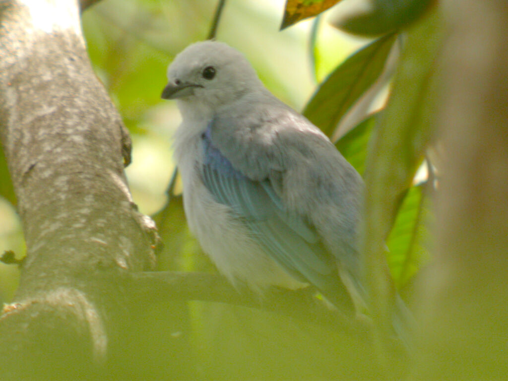 Blue-grey Tanager