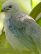 Blue-grey Tanager