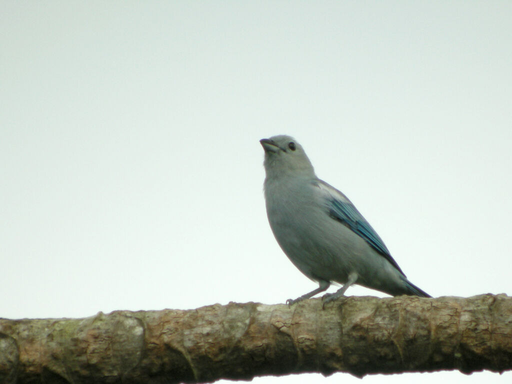 Blue-grey Tanager