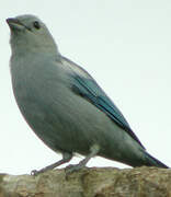 Blue-grey Tanager