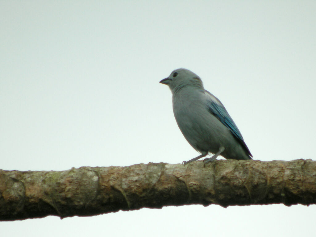 Blue-grey Tanager