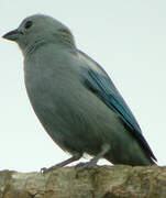 Blue-grey Tanager