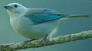 Blue-grey Tanager