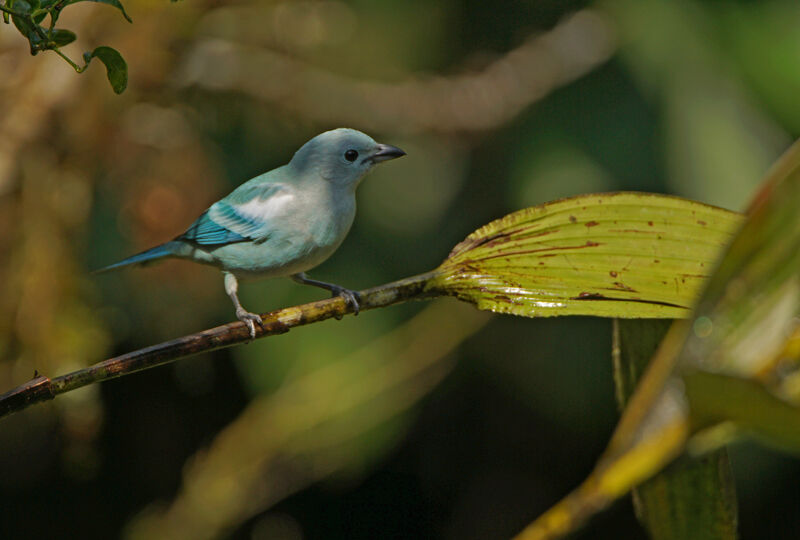 Blue-grey Tanager