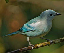 Blue-grey Tanager