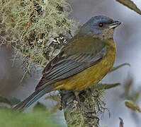 Blue-and-yellow Tanager