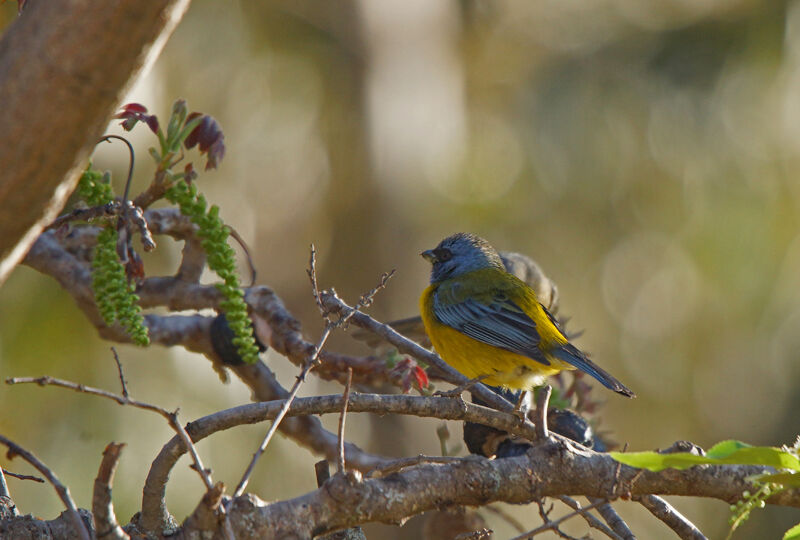 Blue-and-yellow Tanager male