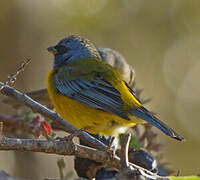 Blue-and-yellow Tanager