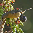 Tangara fourchu
