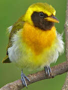 Guira Tanager