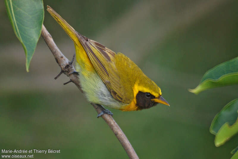 Guira Tanageradult, identification