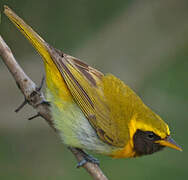 Guira Tanager