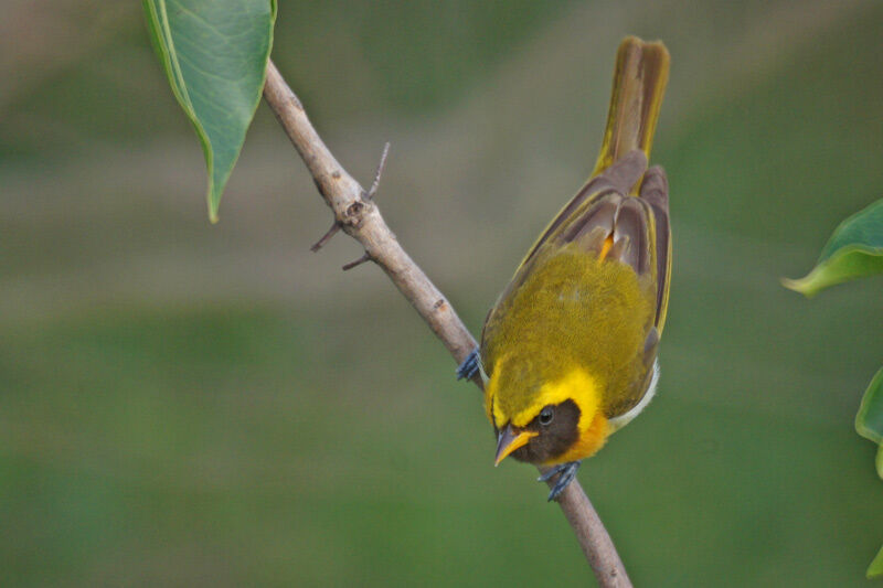 Guira Tanager