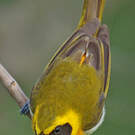 Tangara guira