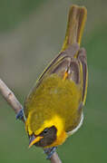 Guira Tanager