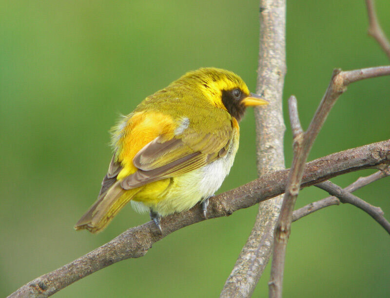 Guira Tanager