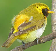 Guira Tanager