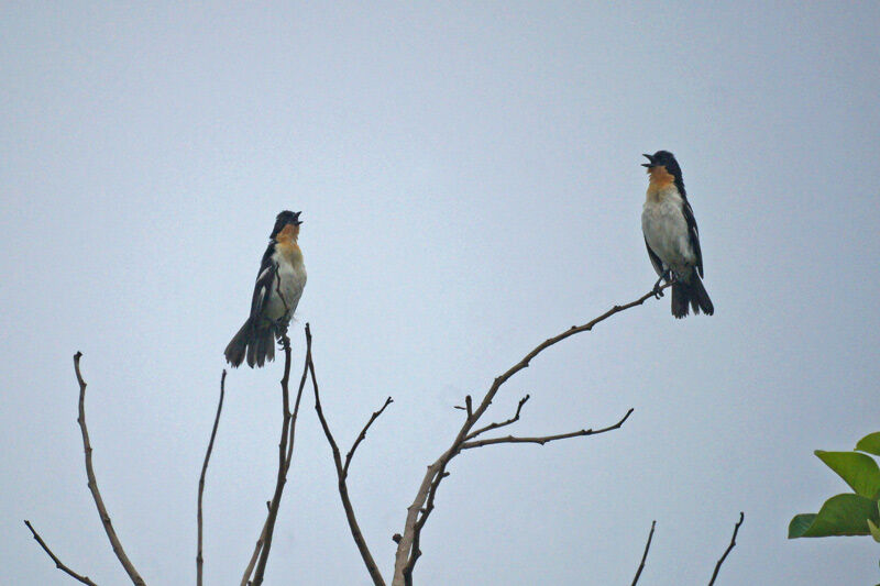 White-rumped Tanager