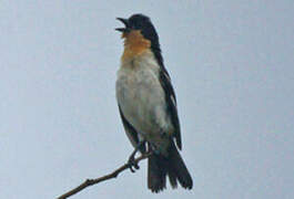 White-rumped Tanager