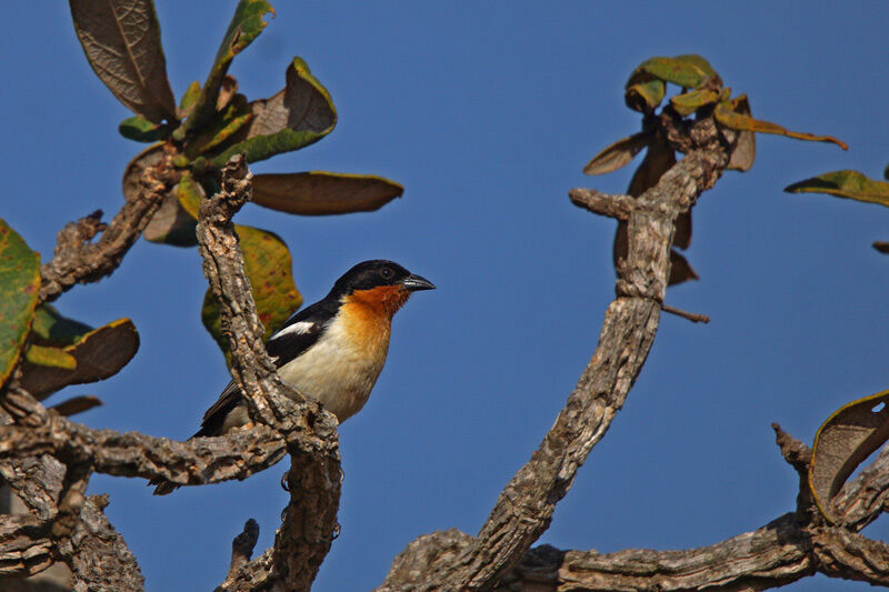 White-rumped Tanager