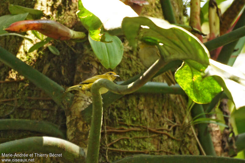 Black-and-yellow Tanager female adult, identification