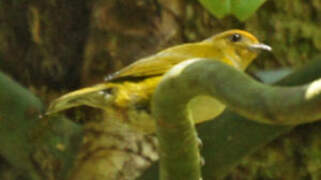 Black-and-yellow Tanager