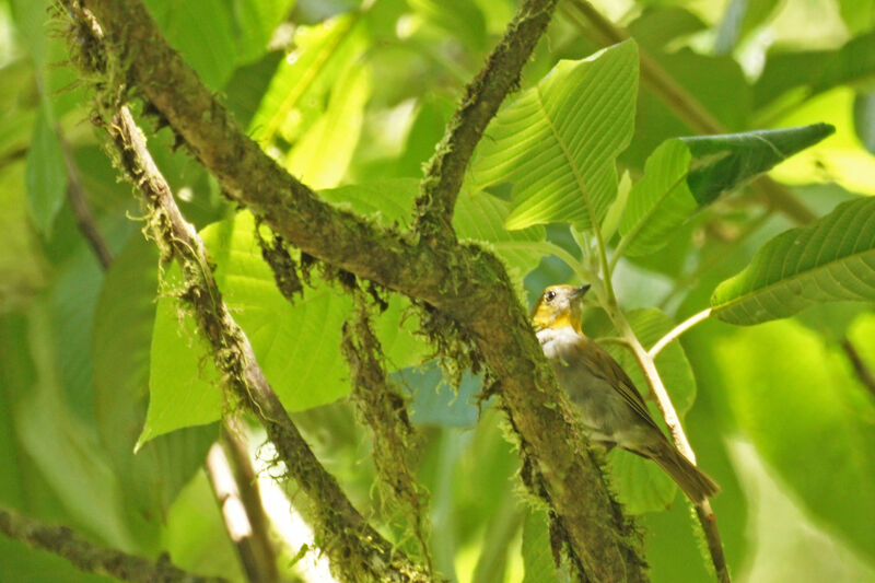 Black-and-yellow Tanager female