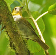 Black-and-yellow Tanager