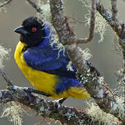 Hooded Mountain Tanager