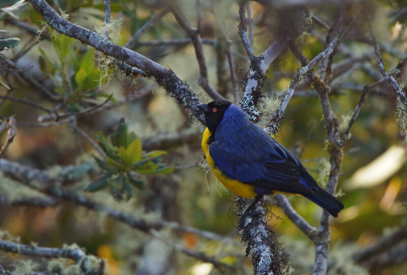 Hooded Mountain Tanager