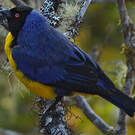 Tangara montagnard
