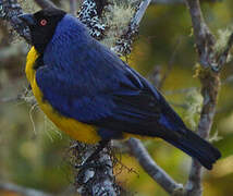 Hooded Mountain Tanager