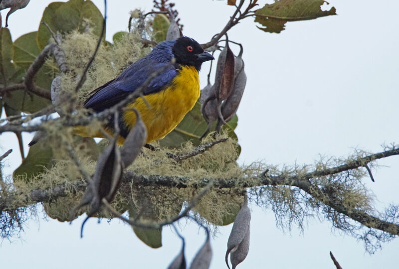 Hooded Mountain Tanager