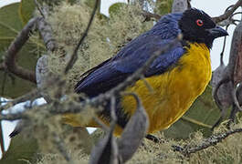 Hooded Mountain Tanager