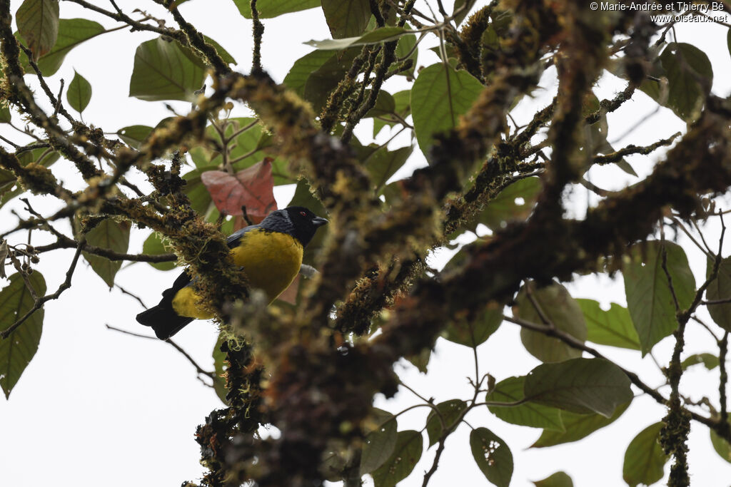 Hooded Mountain Tanager