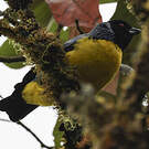 Tangara montagnard