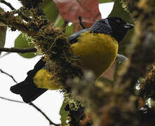 Hooded Mountain Tanager