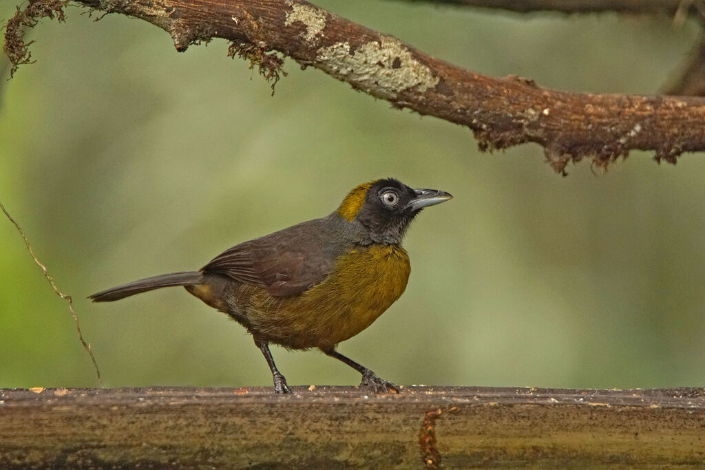 Dusky-faced Tanageradult, identification