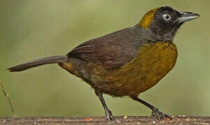 Dusky-faced Tanager