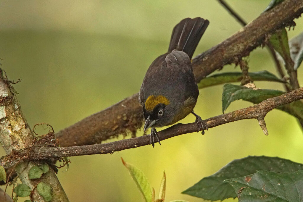 Tangara obscuradulte, pigmentation