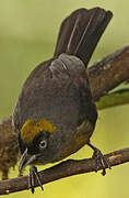 Dusky-faced Tanager