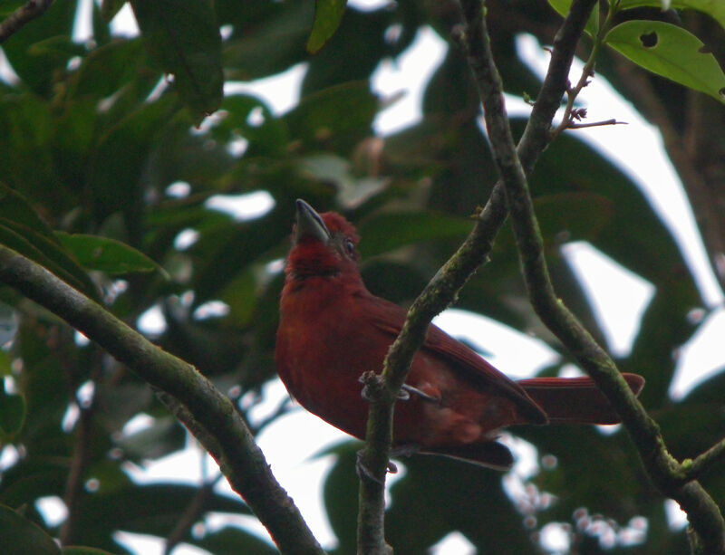 Red Tanager