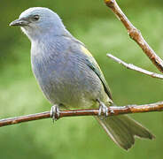 Golden-chevroned Tanager