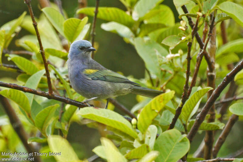 Tangara ornéadulte, identification