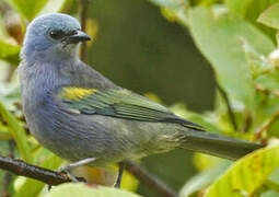 Golden-chevroned Tanager